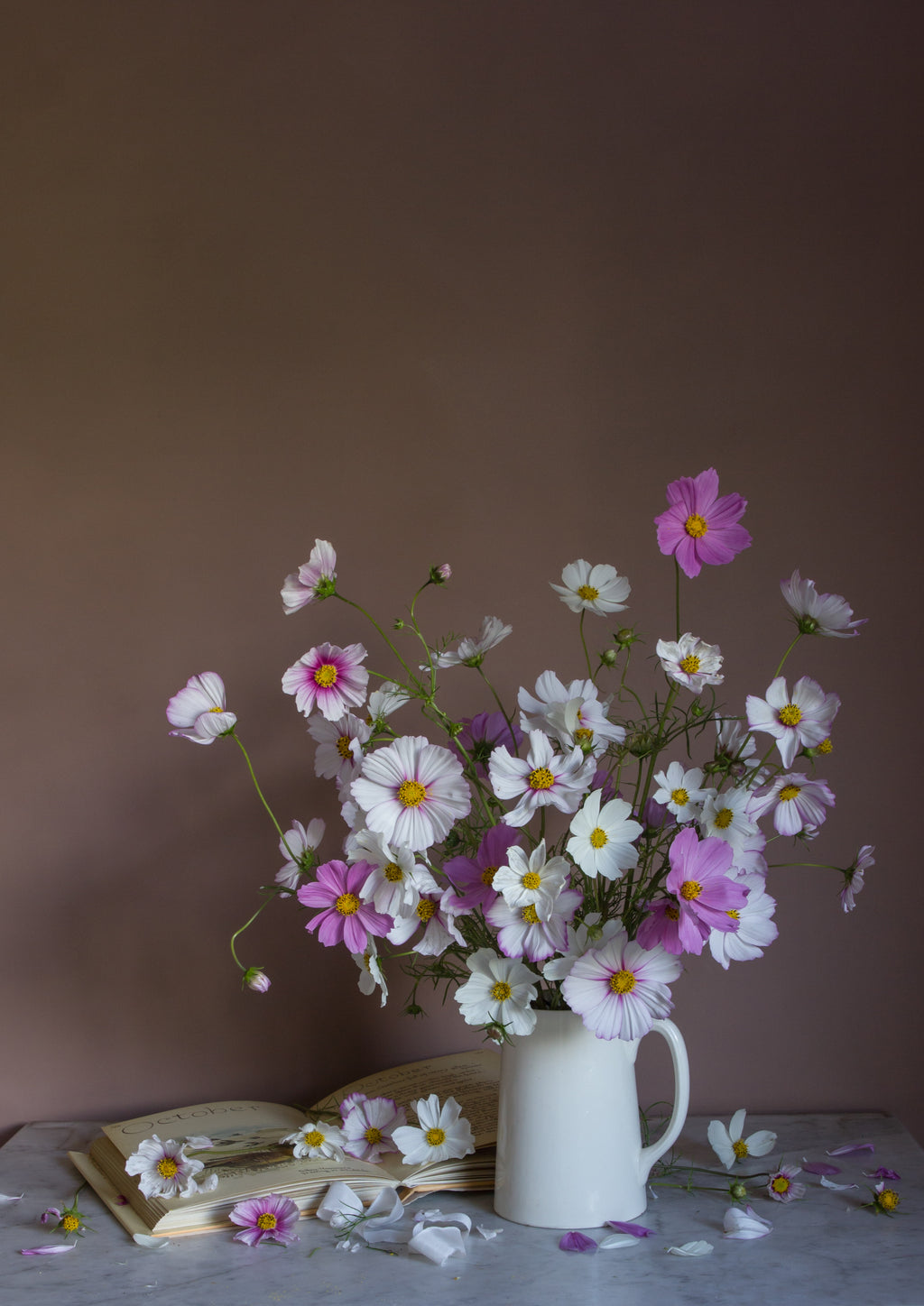 a fine art print of cosmos, the birth flower for october by photographer emma harris