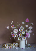 a fine art print of cosmos, the birth flower for october by photographer emma harris