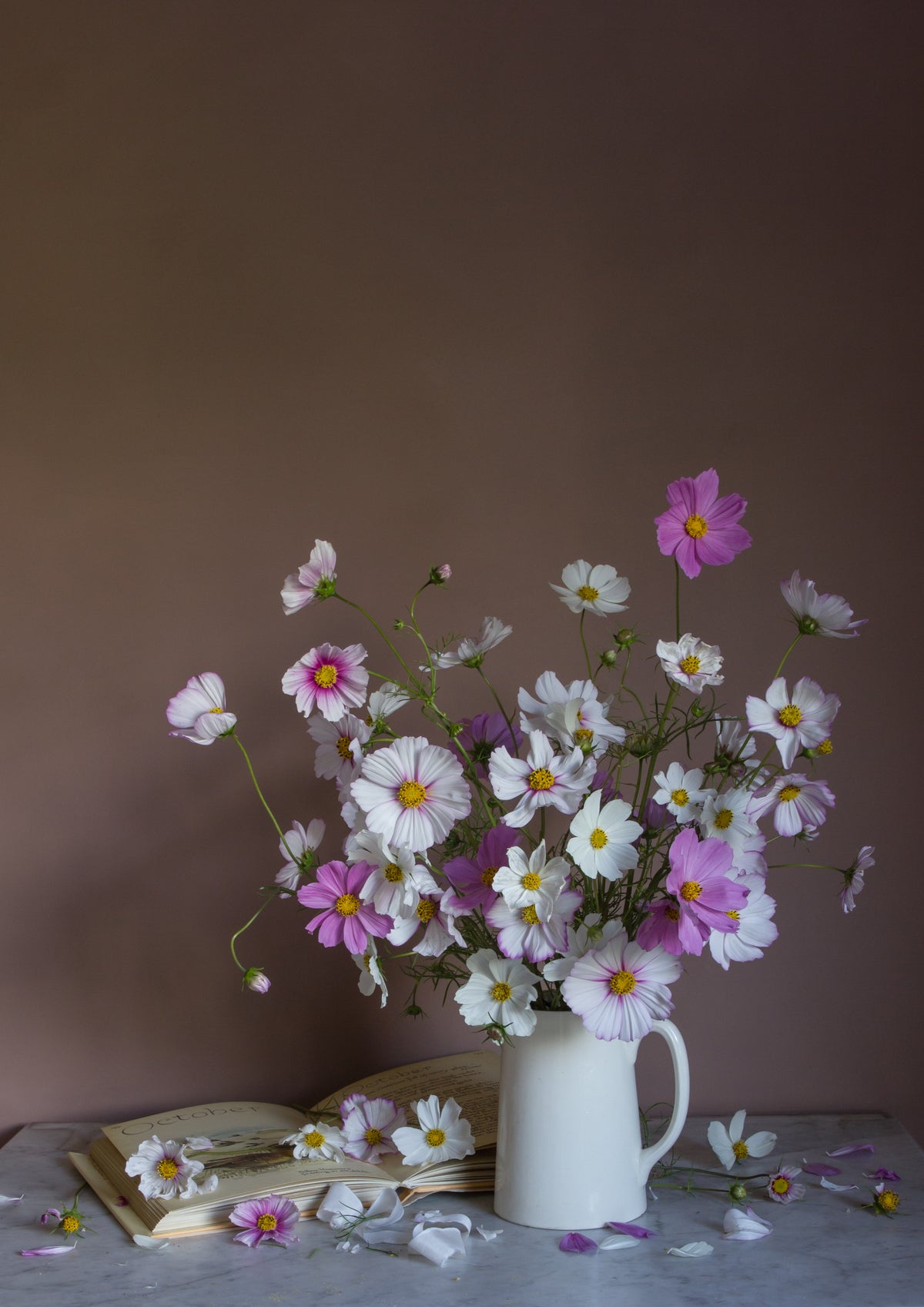 a fine art print of cosmos, the birth flower for october by photographer emma harris